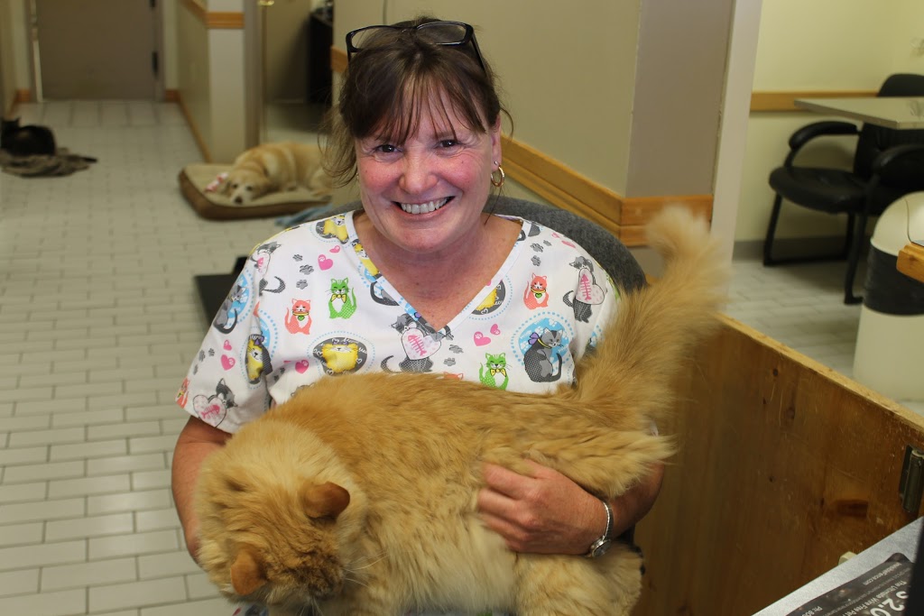 Collins Bay Animal Hospital | 4037 Bath Rd, Kingston, ON K7M 4Y4, Canada | Phone: (613) 384-1010