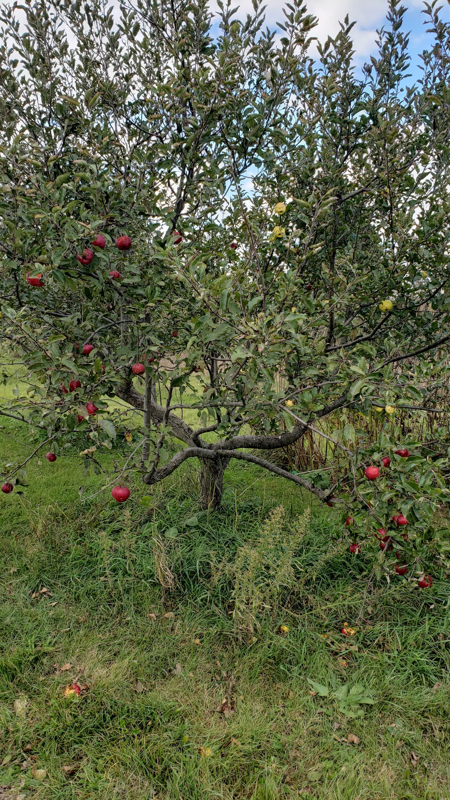 Simpler Thyme Organic Farm | 1749 HWY 6 N, Hamilton, ON L8N 2Z7, Canada | Phone: (905) 659-1576