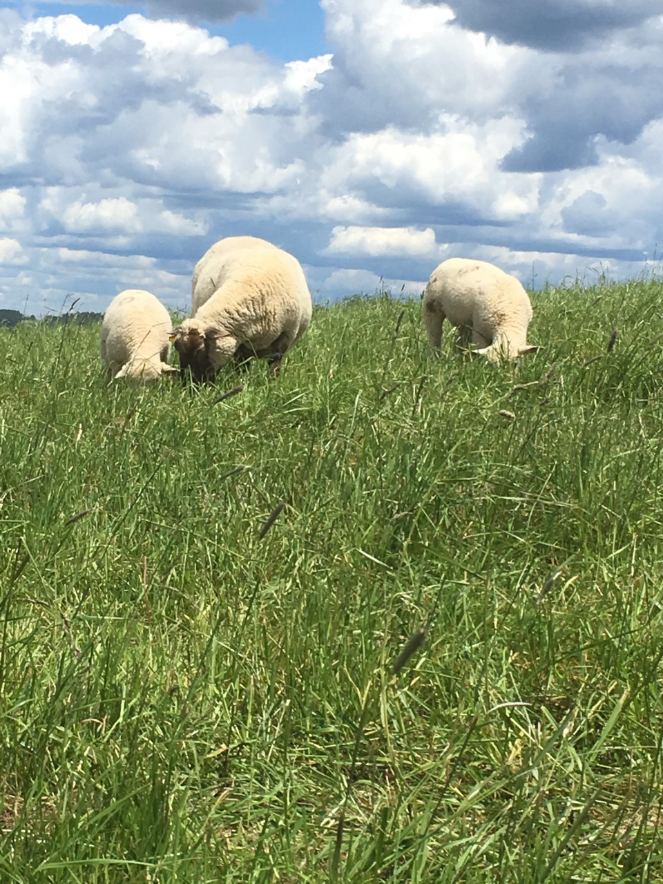 Kristas Sheep. Lamb meat...nurtured naturally, with care, from conception to completion. | 5588 NS-331, LaHave, NS B0R 1C0, Canada | Phone: (902) 693-2065