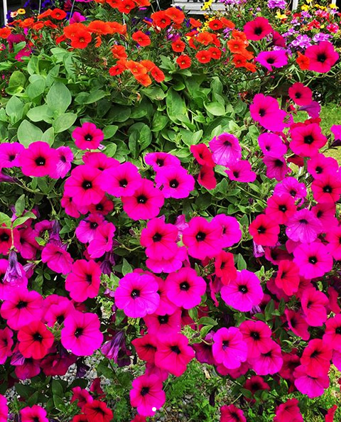 Harmony Dawn Retreat Centre | 800 Baxter Rd, Hastings, ON K0L 1Y0, Canada | Phone: (705) 696-2066