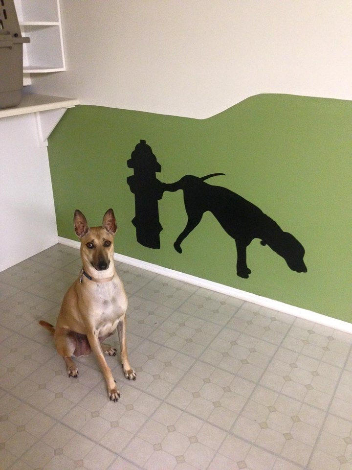 Barks and Recreation Canine Services | 2027 174 St, Surrey, BC V3Z 9Z8, Canada | Phone: (778) 291-2275