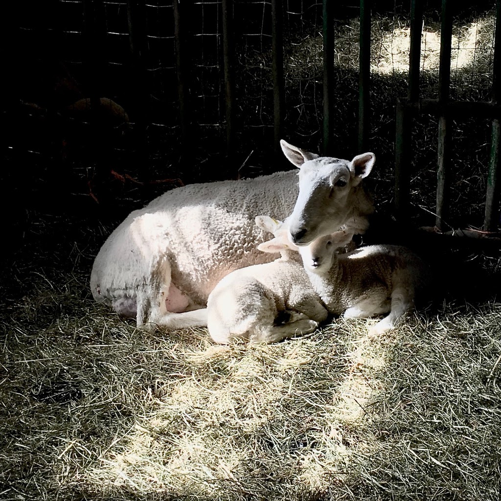 Plainfield Heritage Farm | 105 Shannon Rd, Plainfield, ON K0K 2V0, Canada | Phone: (613) 403-6050