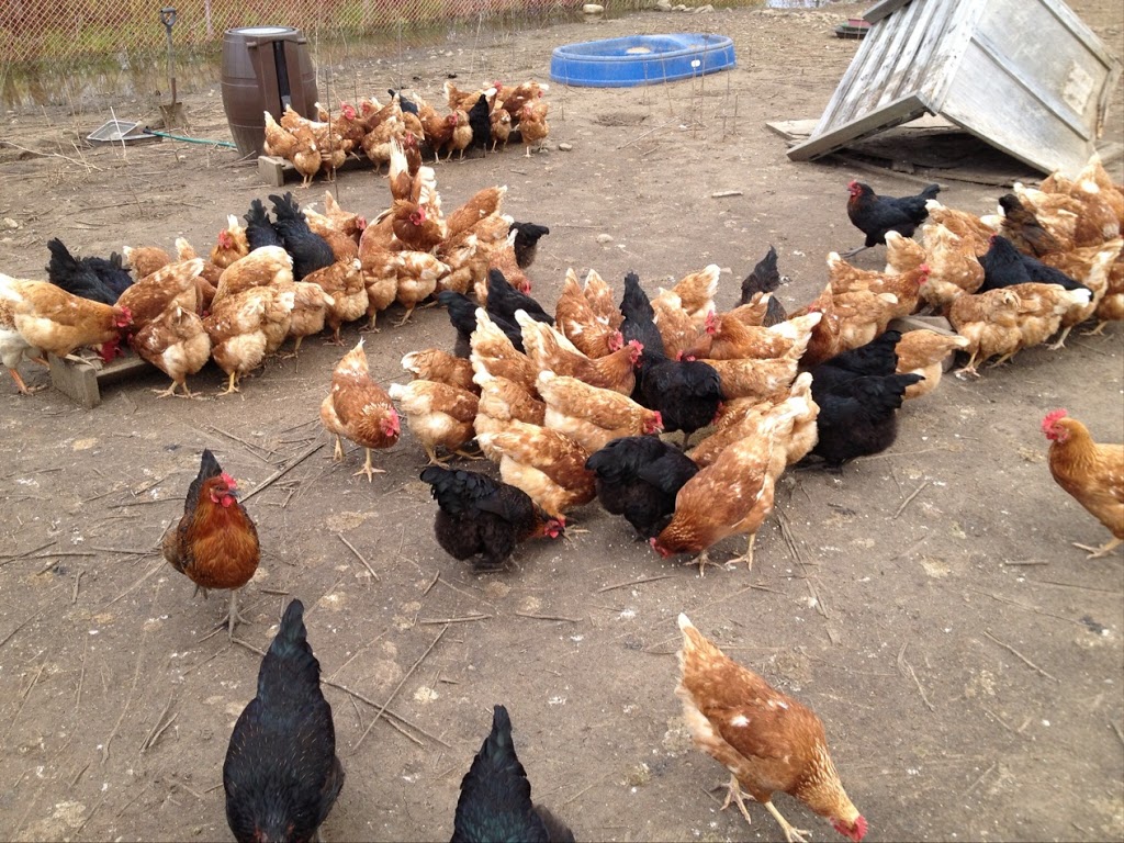 Organic Lees Farm (이씨농장) | 2191 25 Side Rd, Moffat, ON L0P 1J0, Canada | Phone: (416) 909-2766