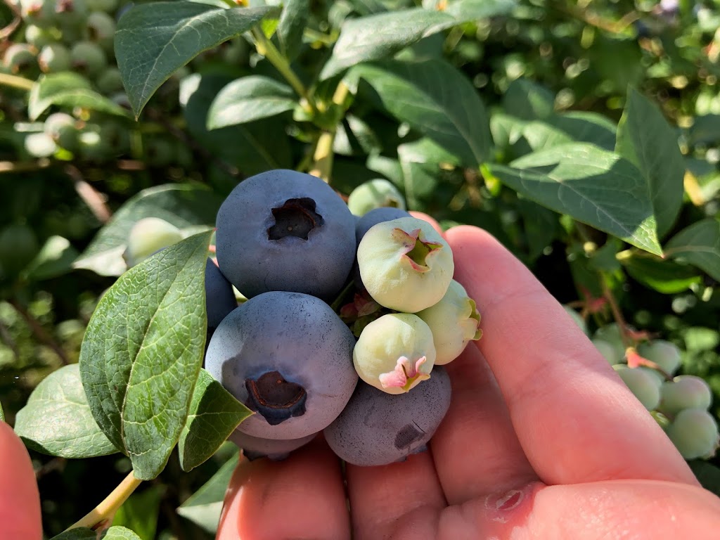 The Butterbox - Windberry Farms | 1198 Powerhouse Rd, Abbotsford, BC V3G 1T7, Canada | Phone: (604) 226-4152