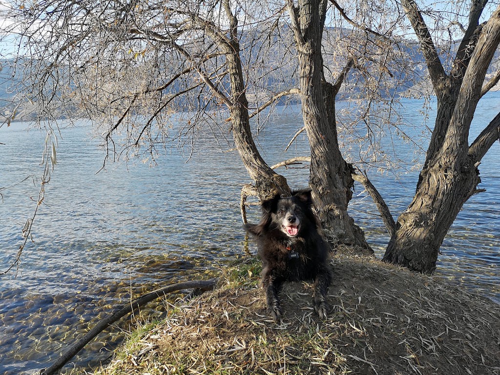 Dog Park beach | 4850-4900 Lakeside Rd, Penticton, BC V2A 8W6, Canada