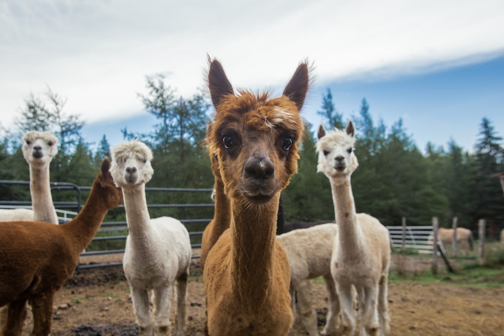 Petitmor Alpacas | 8245 NB-126, Harcourt, NB E4T 2Z8, Canada | Phone: (506) 785-4530