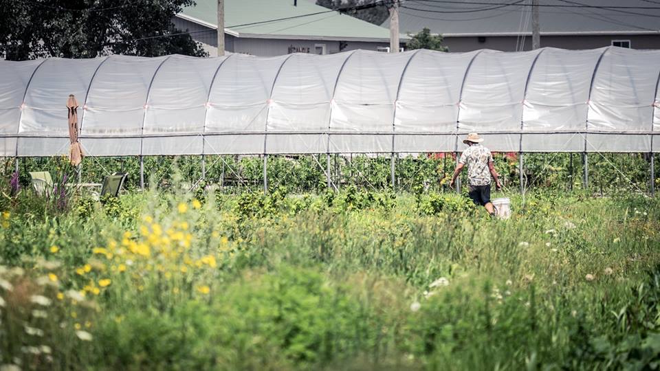 Les Jardins Alexandrins Inc. | 1410 Mnt Lacroix, Le Haut-Richelieu, QC J0J 1S0, Canada | Phone: (514) 609-7257