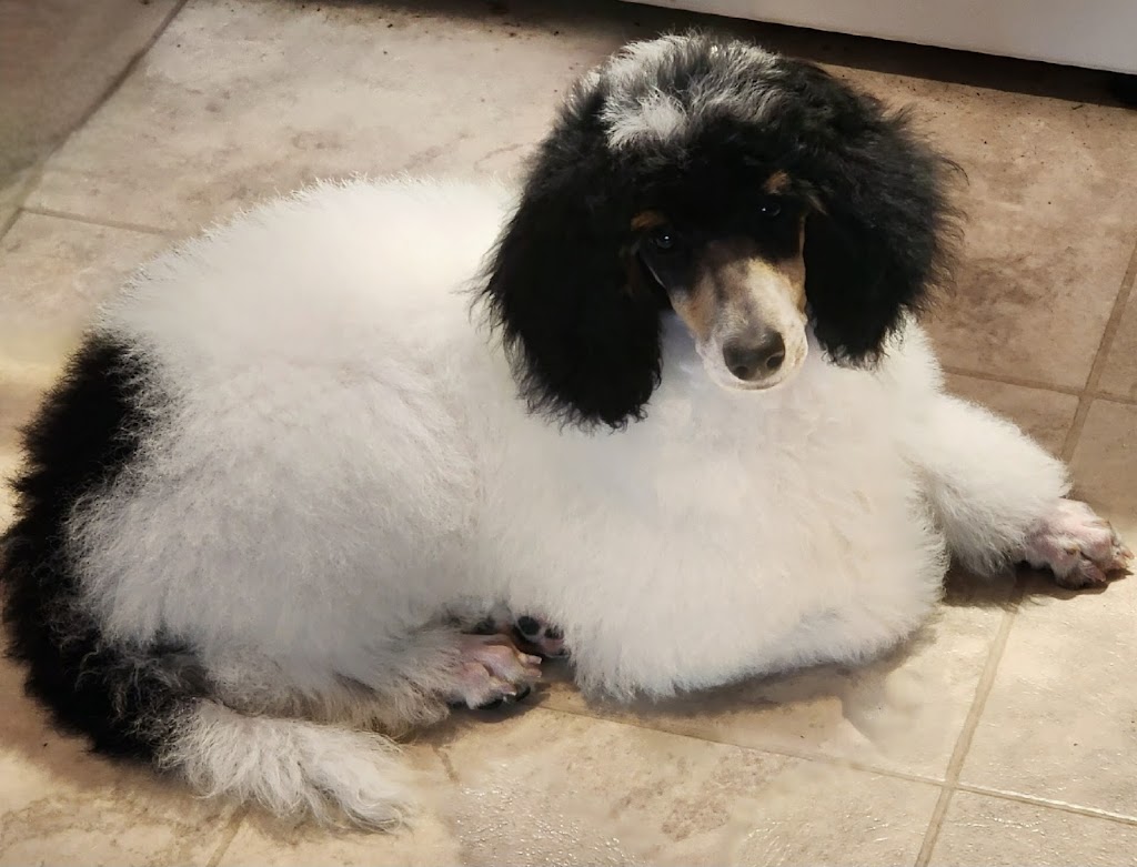 Prairie Poodles | Box 123, Barnwell, AB T0K 0B0, Canada | Phone: (403) 894-7029