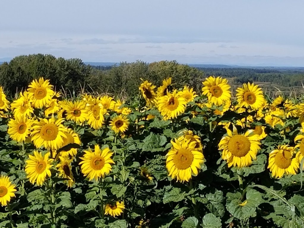 Eagle Creek Seed Potatoes | 34530 Range Rd 14, Bowden, AB T0M 0K0, Canada | Phone: (877) 224-3939