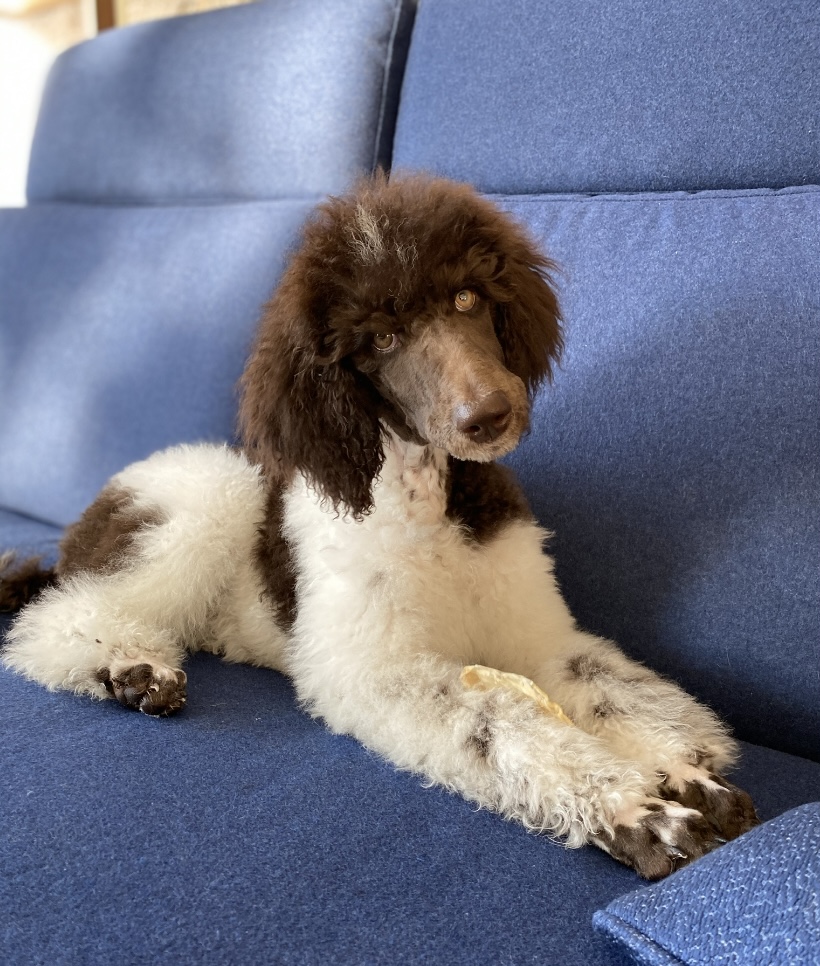 Soletree Poodles | Knutsford Hills Dr, Kamloops, BC V2E 2S8, Canada | Phone: (306) 897-3044