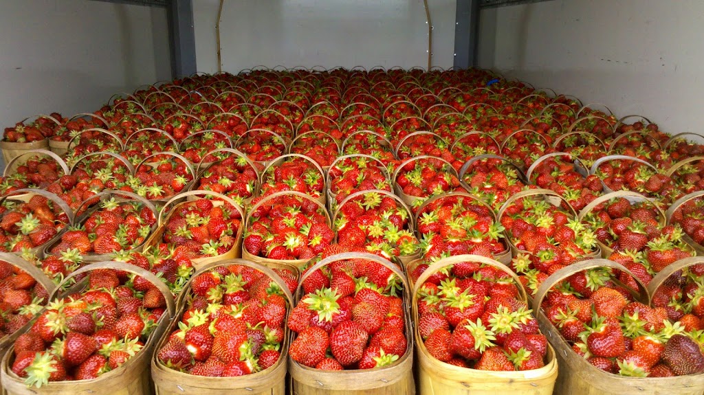 Les filles Auclair - Fraises & Framboises | 180 Rang St Henri, Lavaltrie, QC J5T 3R1, Canada | Phone: (450) 586-1463