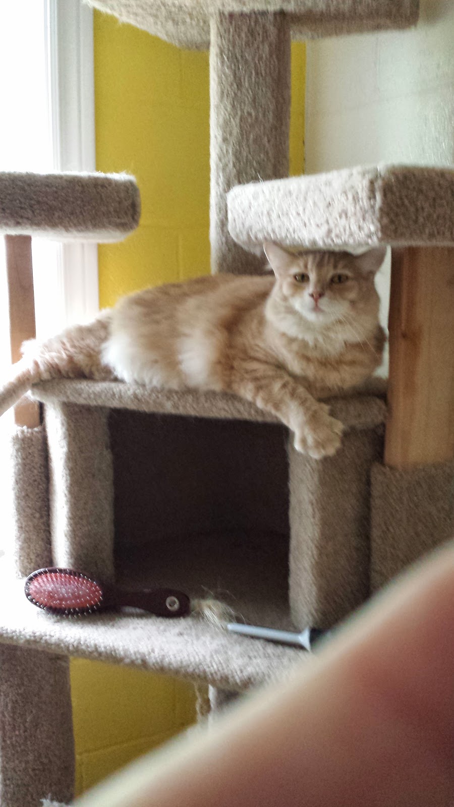 SHAID Tree Animal Shelter | 950 Mullock Rd, Whynotts Settlement, NS B4V 5T9, Canada | Phone: (902) 543-4849