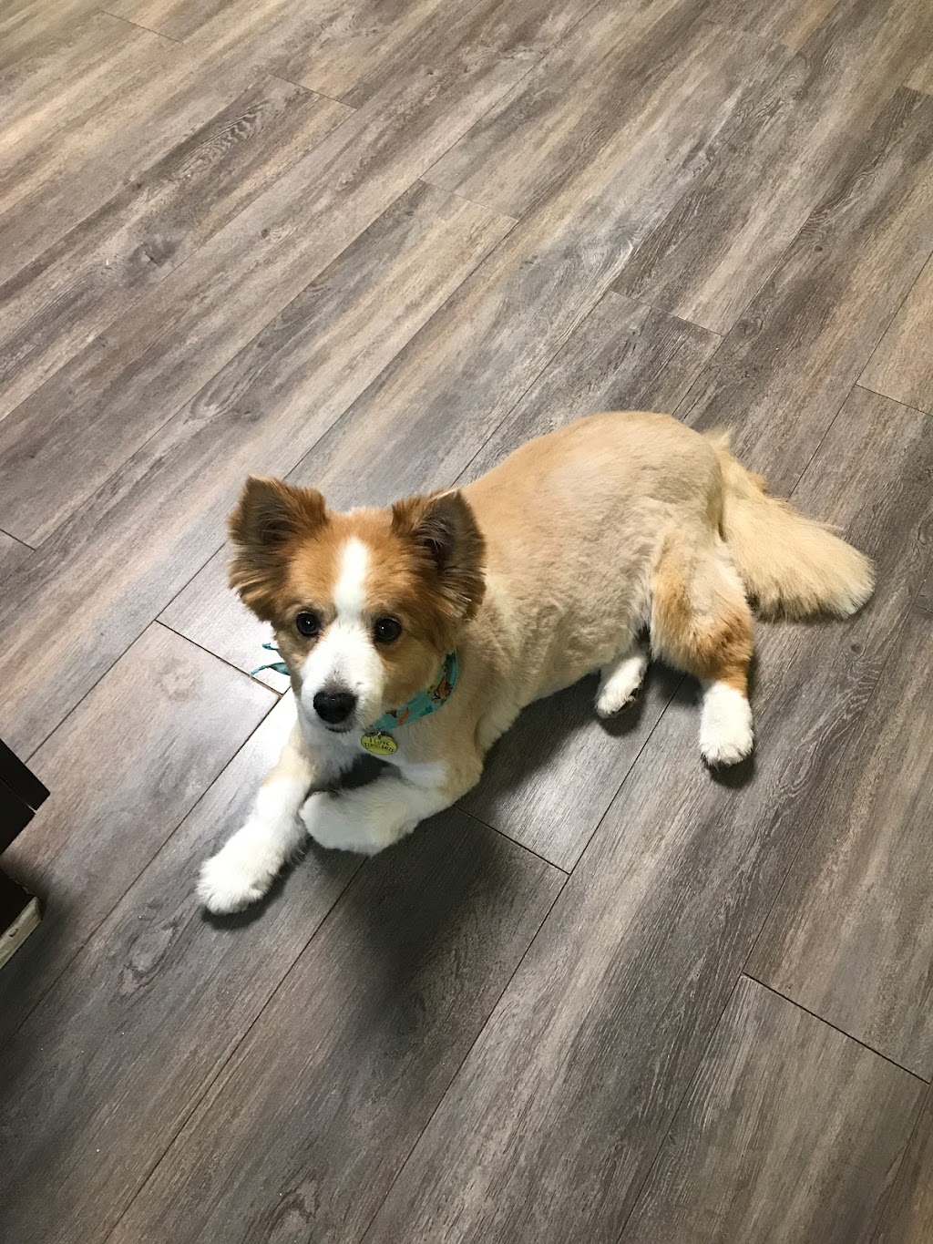 Bouctouche Dog and Cat Grooming | 249 Irving Blvd, Bouctouche, NB E4S 3K5, Canada | Phone: (506) 878-1418