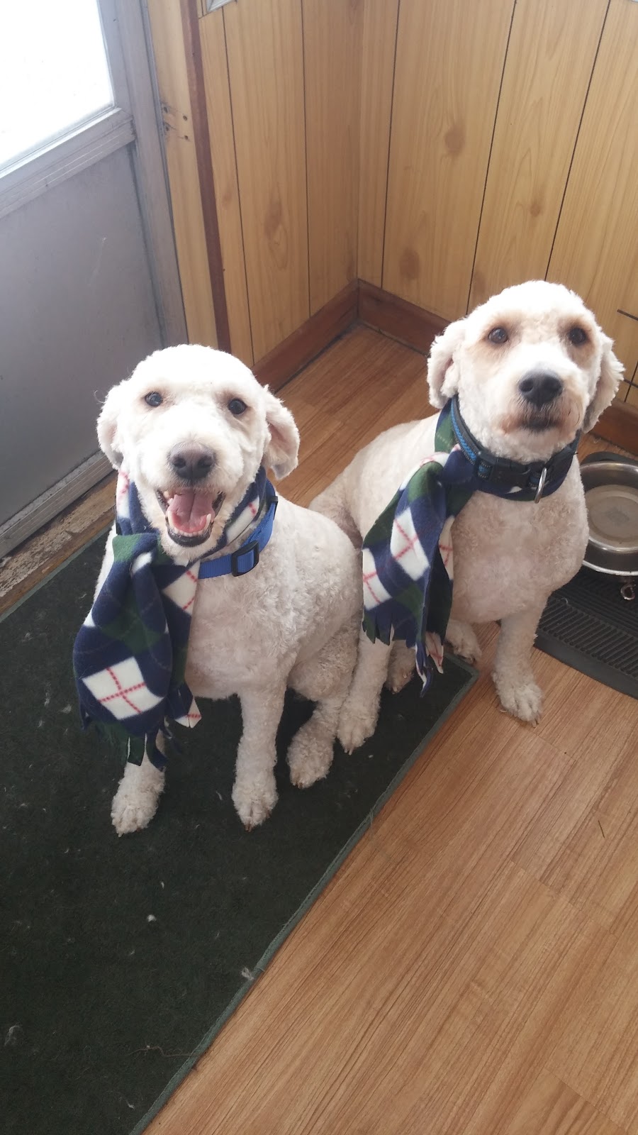 JP Grooming | 11 Shannon Rd, Bloomfield, ON K0K 1G0, Canada | Phone: (613) 848-5882