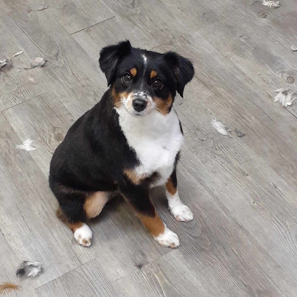 Pampered Paws | 244 Killaly St W, Port Colborne, ON L3K 6A6, Canada | Phone: (289) 690-5699