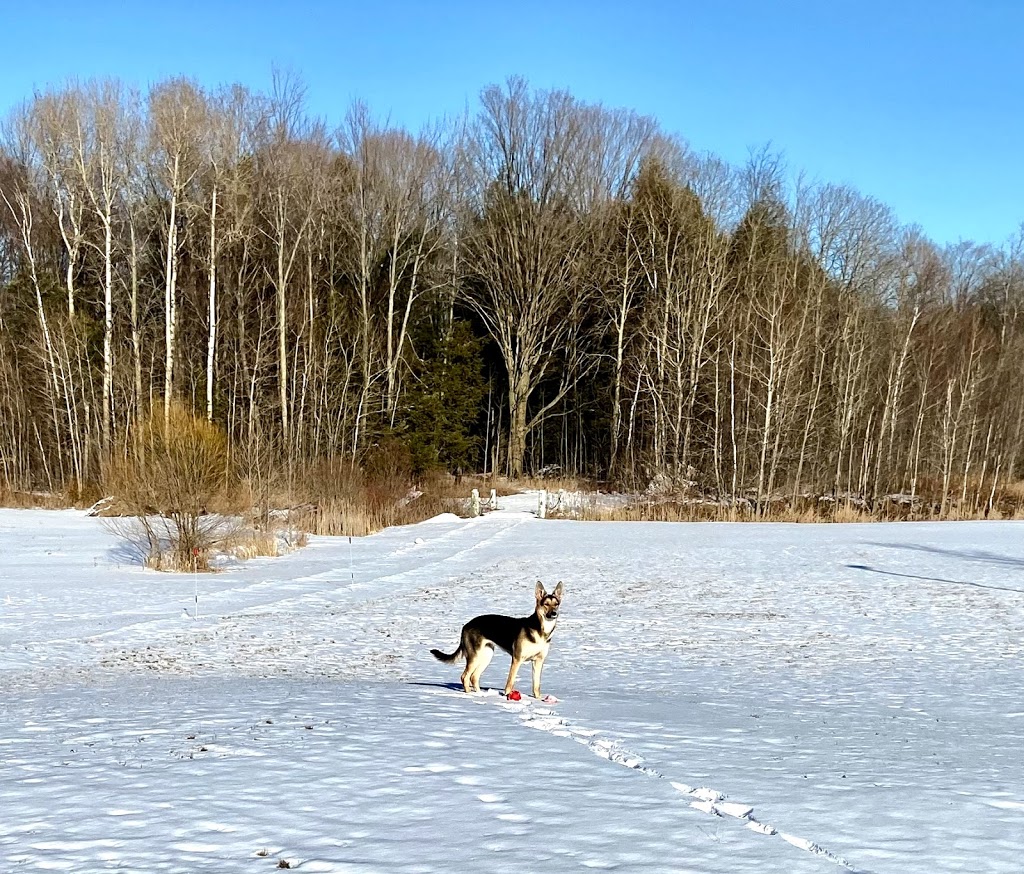 RailsideK9Resort | 281 Colton St, Colborne, ON K0K 1S0, Canada | Phone: (647) 554-3647