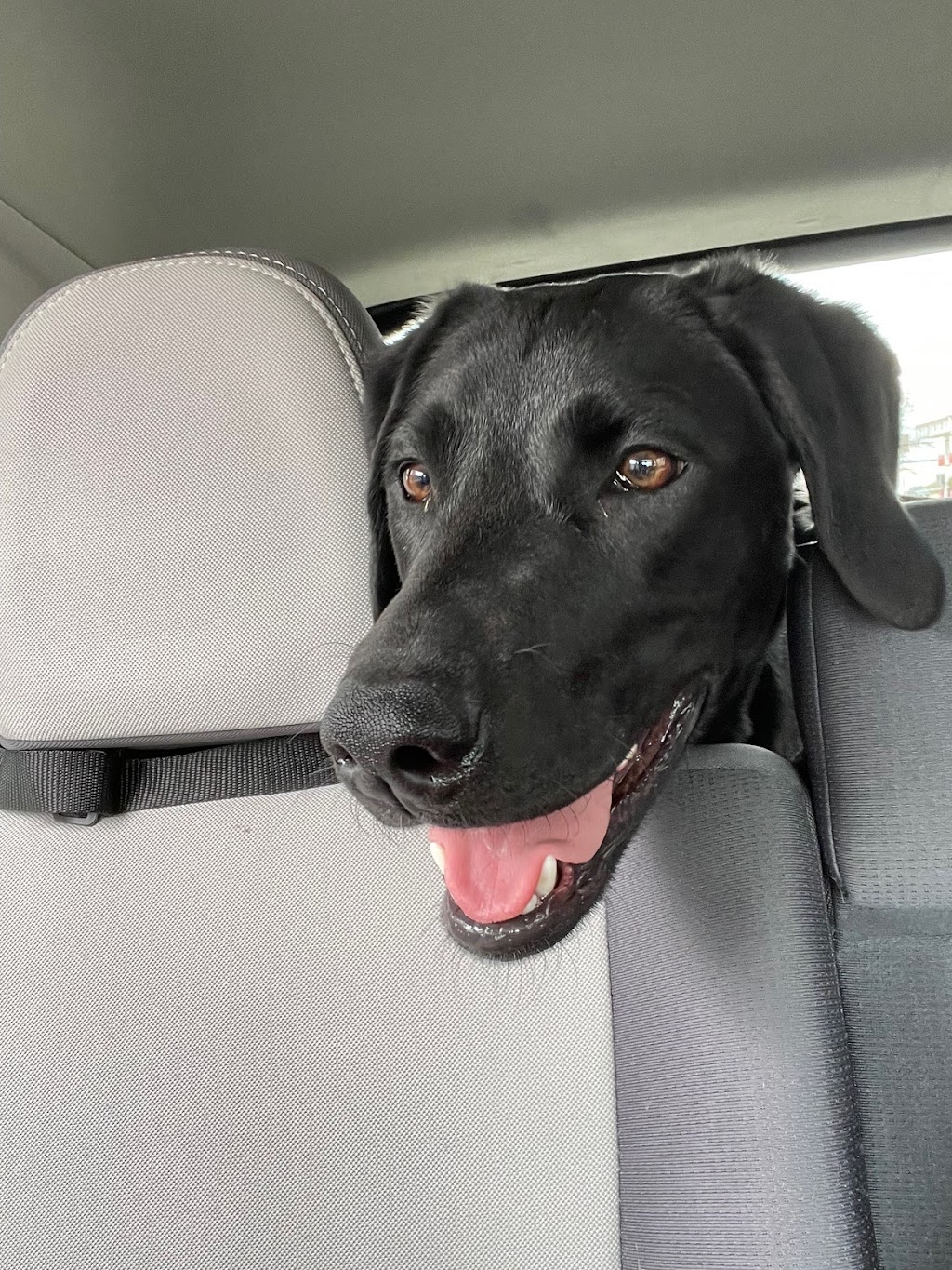 Wooftopia Dog Training and Recreation Centre | 25 Otter St, Winnipeg, MB R3T 0M7, Canada | Phone: (204) 477-9663