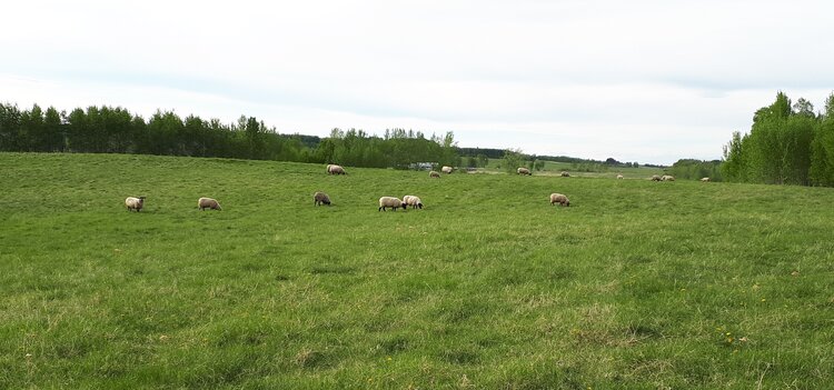 Thompson Creek Farms | 6522 Twp Rd 534A, RR 1, Evansburg, AB T0E 0T0, Canada | Phone: (587) 336-4669