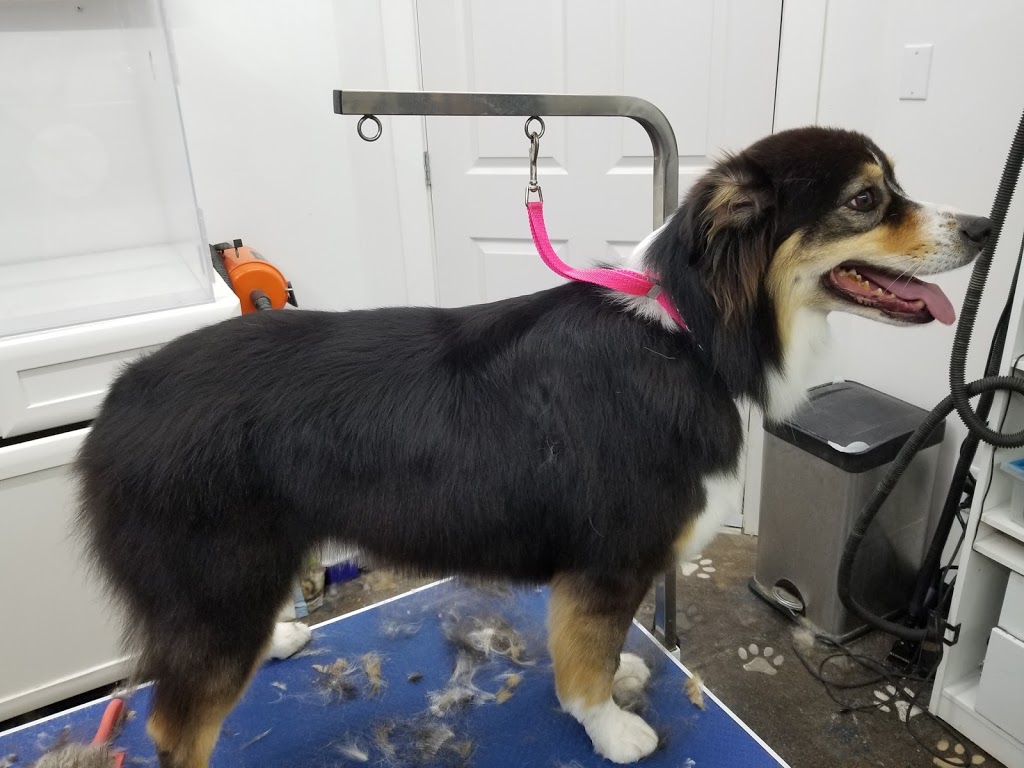 ​Prairie Valley Pet Services | 160 Broadway St W Back Lane Entrance, Fort QuAppelle, SK S0G 1S0, Canada | Phone: (306) 331-7778