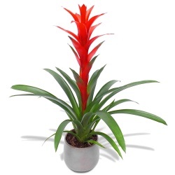 Sapin Fleuriste Enr | 5255 Bd Guillaume-Couture, Lévis, QC G6V 4Z4, Canada | Phone: (418) 833-1500