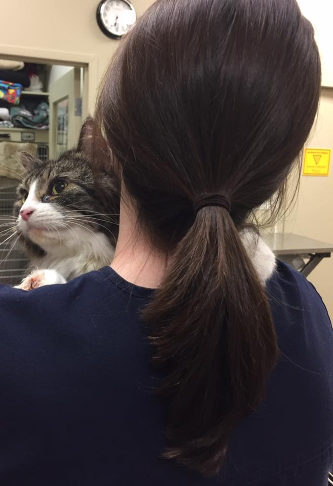 PetFocus Veterinary Hospital | 15 Peakview Way, Halifax, NS B3M 0G2, Canada | Phone: (902) 445-8387