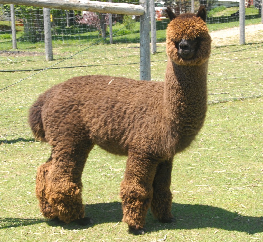 Great Canadian Alpaca Ranch | 223 Milgate Rd, Grafton, ON K0K 2G0, Canada | Phone: (905) 349-3722