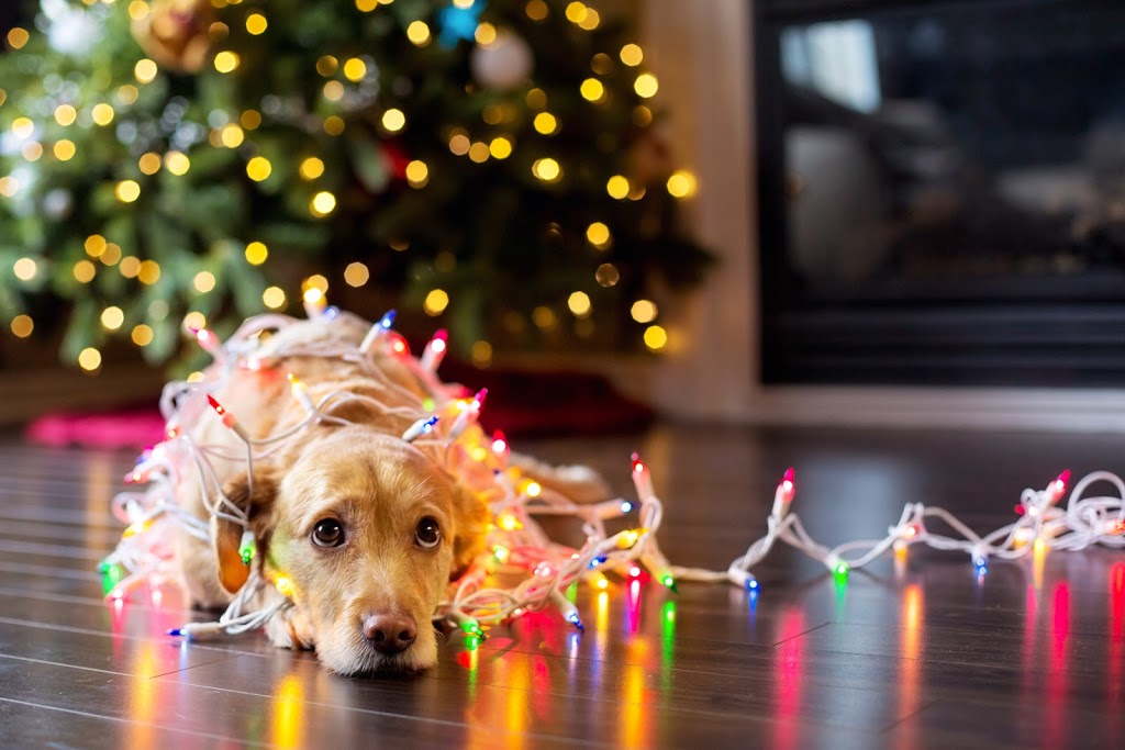 Bark Avenue by Cucciolini | 34 Kelson Ave S, Grimsby, ON L3M 4C3, Canada | Phone: (416) 407-9007
