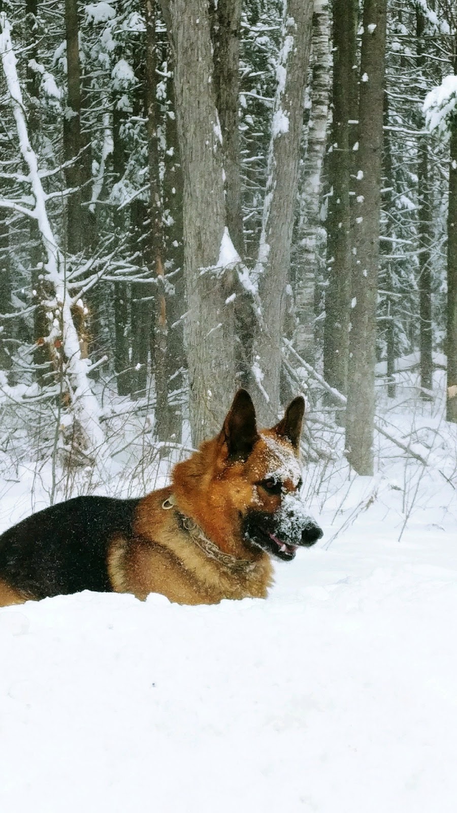 Élevage de bergers allemands le Grand Vent | 498 Rang 12e O, Durham-Sud, QC J0H 2C0, Canada | Phone: (819) 473-2364