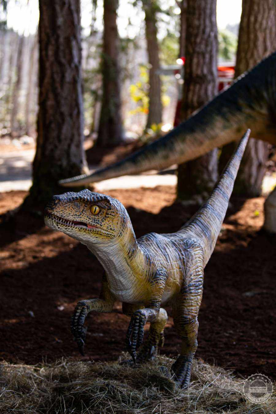 Dino North | 7890 Clark Dr W, Lantzville, BC V0R 2H0, Canada | Phone: (236) 628-1416
