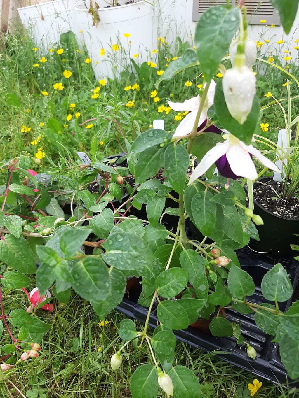 West River Greenhouses | 509, NS-376, Central West River, NS B0K 1H0, Canada | Phone: (902) 925-2088
