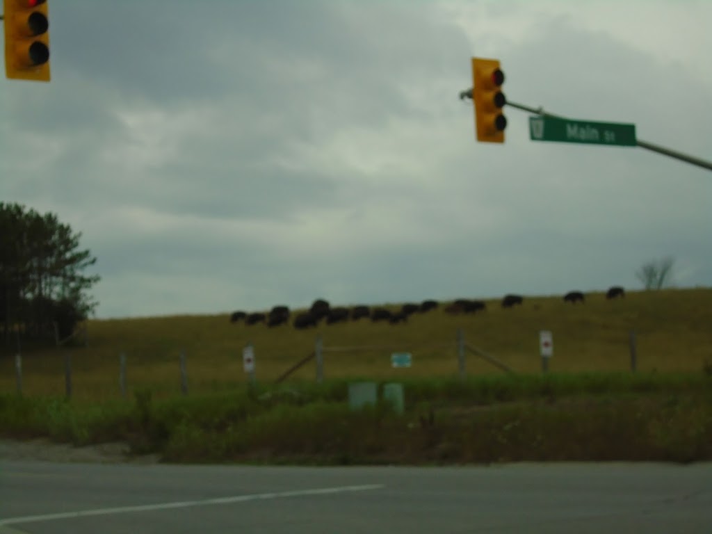 Thunder Ridge Bison Company | 664 Davis Dr, Uxbridge, ON L9P 1R2, Canada | Phone: (905) 391-8666