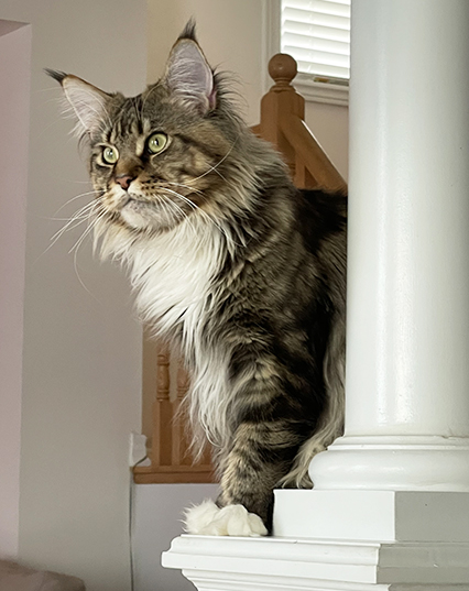 Adora Coon. Maine Coon Cattery | River Rd E, Wasaga Beach, ON L9Z 2M1, Canada | Phone: (416) 837-8537