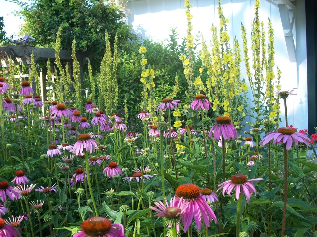 Greenwood Botanicals | RR 1, Locust Hill, ON L0H 1J0, Canada | Phone: (905) 428-7969