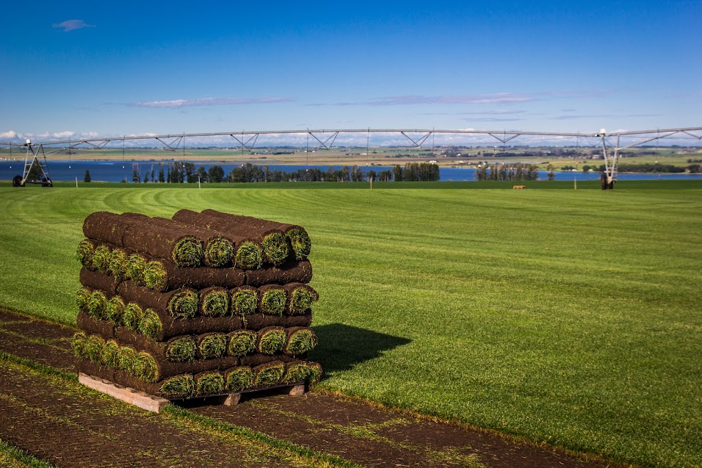 Eagle Lake Turf Farms | Township Rd 240 & Range Rd 243 Township Rd 240 &, Range Rd 243, Strathmore, AB T0J 3G0, Canada | Phone: (403) 934-6808