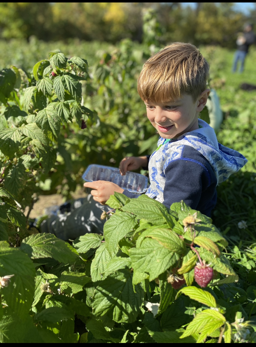 Blue Mountain Berry Co. | 220 Victoria St S, Thornbury, ON N0H 2P0, Canada | Phone: (519) 377-0551