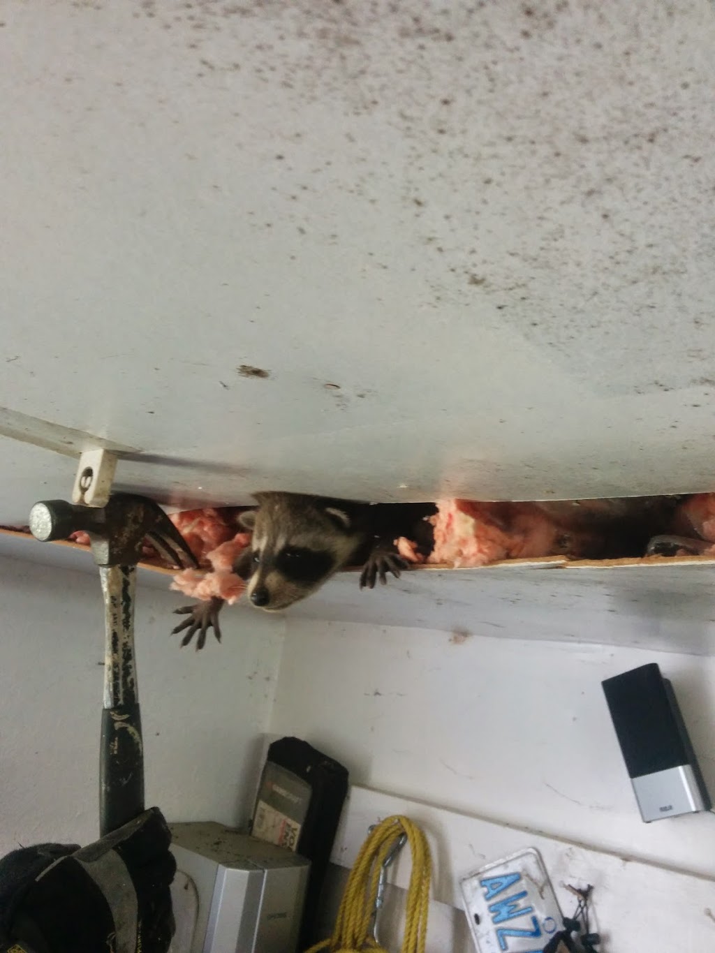 Done Right Pest and Wildlife Control | 1830 Main St W # 201, Hamilton, ON L8S 1H5, Canada | Phone: (905) 981-3663