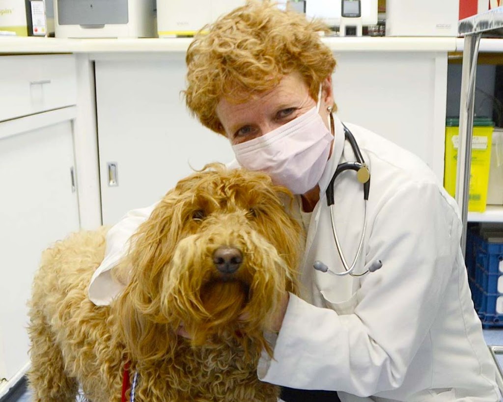 Blue Cross Animal Hospital | 132 Danforth Ave, Toronto, ON M4K 1N1, Canada | Phone: (416) 469-1121