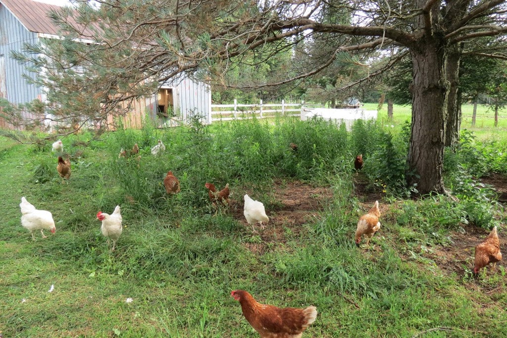Ferme Rosa | 953 1e Rang, Val-Alain, QC G0S 3H0, Canada | Phone: (418) 744-1313