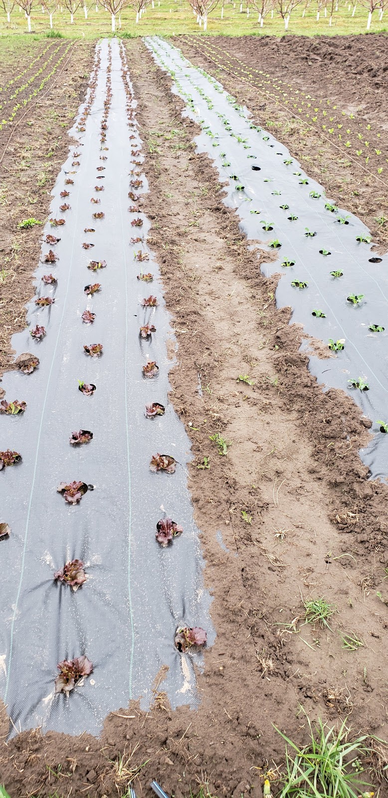 Ritas veggies farm | 4823 Thirty Rd N, Beamsville, ON L0R 1B3, Canada | Phone: (905) 587-0200