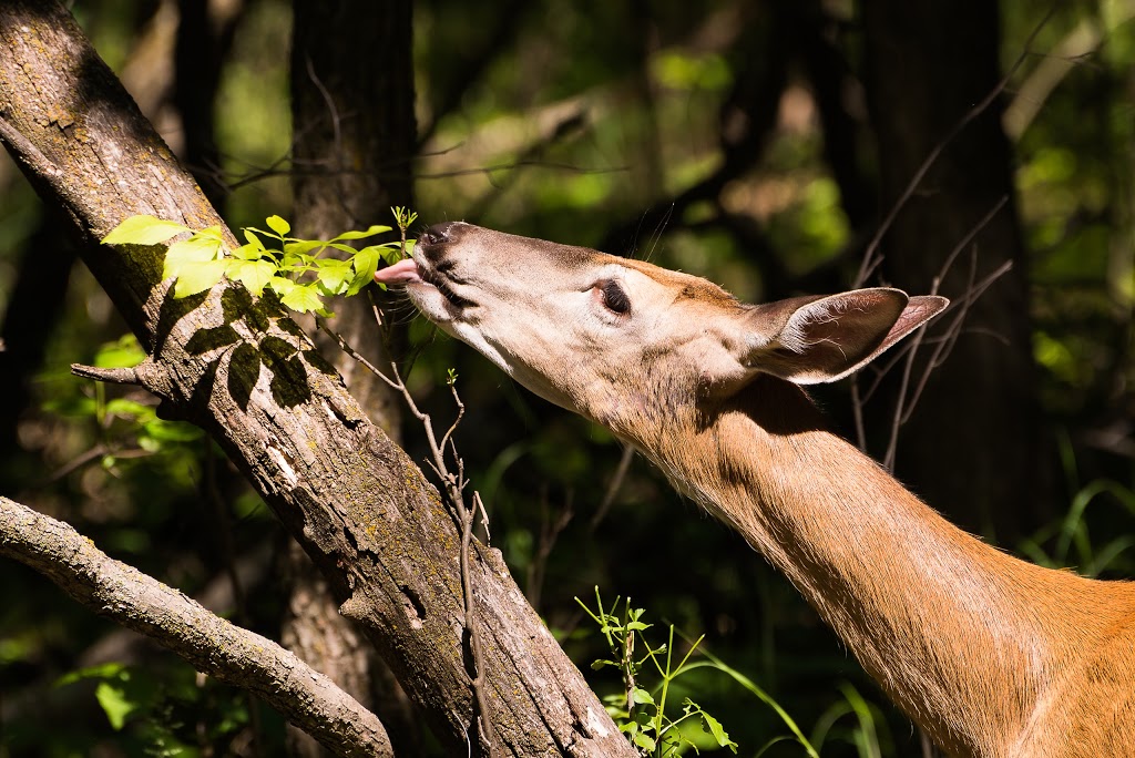 Bois-des-esprits | Winnipeg, MB, Canada