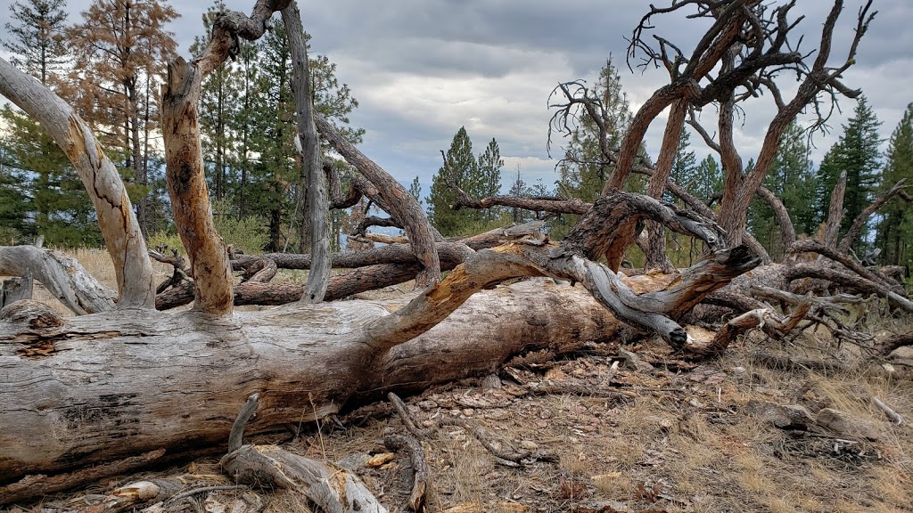 Garnet Fire Interpretive Centre | Beaver Dell Rd, Penticton, BC V2A 8V6, Canada
