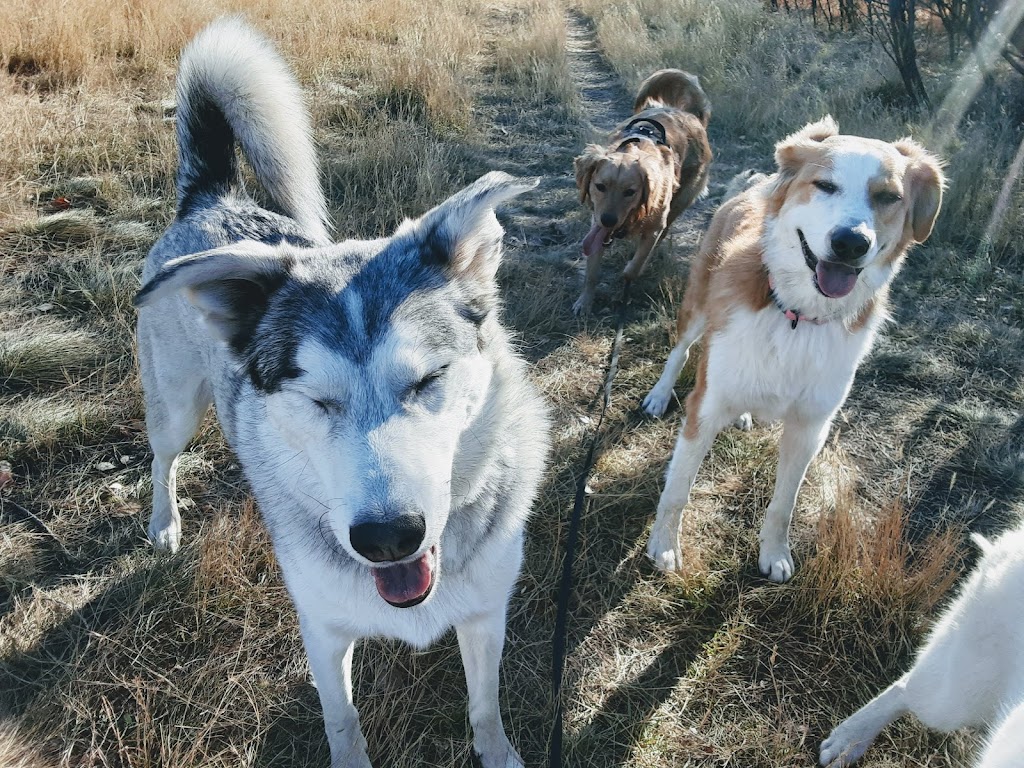 Hayleys Pets Play dog walker | 533 Schubert Pl NW, Calgary, AB T3L 1X3, Canada | Phone: (403) 467-0150