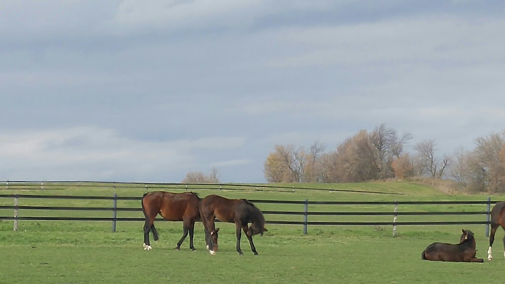 Sunny Days Hanoverians | 6179 Andrews Rd, Kendal, ON L0A 1E0, Canada | Phone: (905) 429-1642