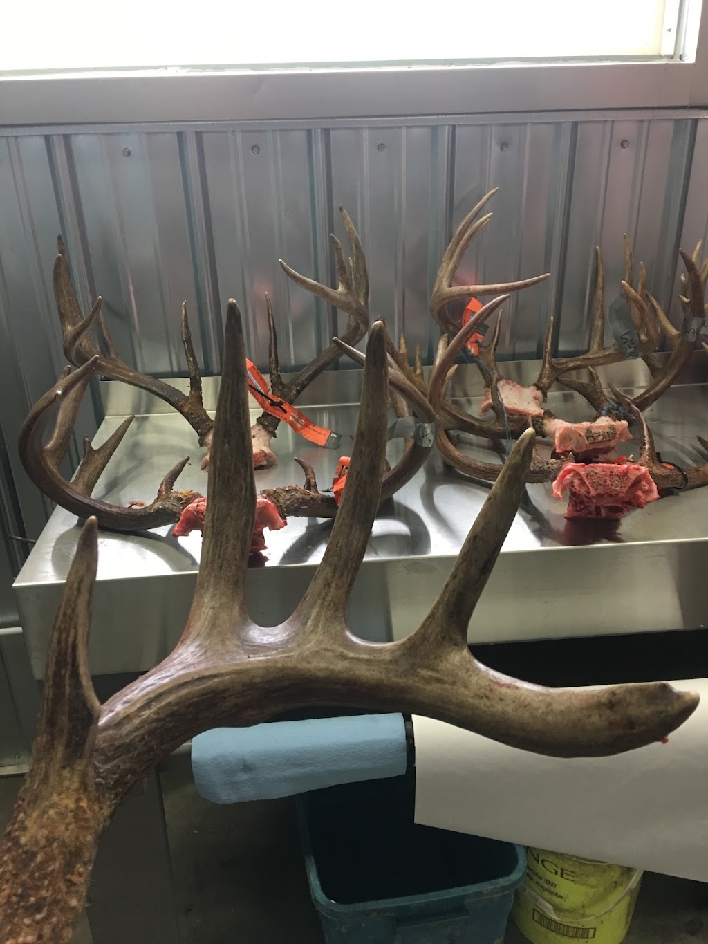 Western Trophy Outfitters & Great Grey Outfitters | SK-55, box #29, Foxford, SK S0J 0Y0, Canada | Phone: (514) 951-5552