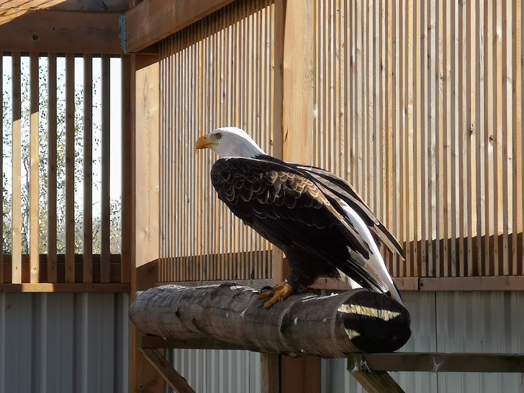 Hawkeye Bird and Animal Control & Falconry Experience Acton | 5048 erin, 1 Line, Acton, ON L7J 2L9, Canada | Phone: (416) 429-5393