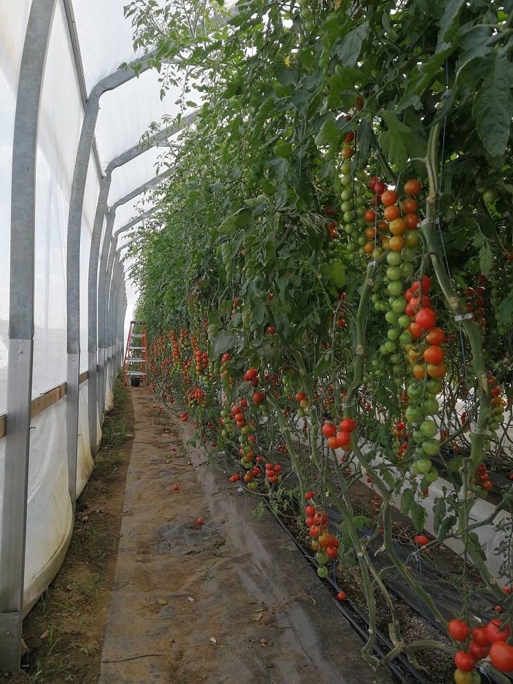 Ferme Côté Jardin | 273 Chem. Beaver Ridge, Cookshire-Eaton, QC J0B 1M0, Canada | Phone: (819) 875-1606