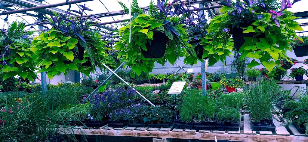 Viking Nursery | 4930 Sully Rd, Gores Landing, ON K0K 2E0, Canada | Phone: (905) 342-2537