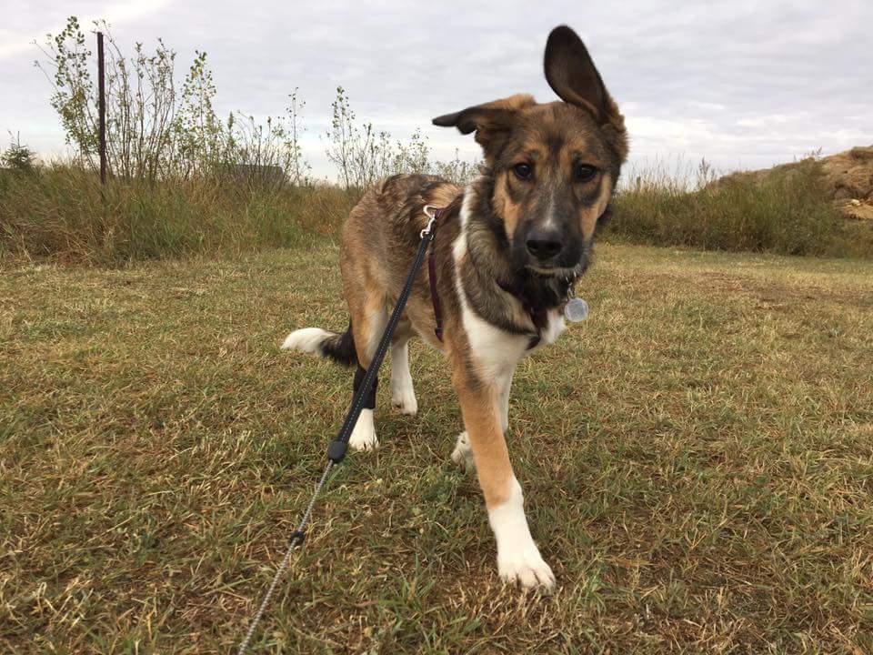 Irricana Kountry Kennel | Box 744, Irricana, AB T0M 1B0, Canada | Phone: (403) 970-4400