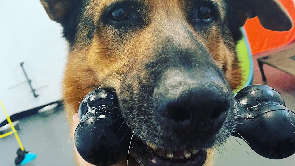 K9 Pawvengers Inc. Pet Services | 3999 Friday Dr, Innisfil, ON L9S 0J7, Canada | Phone: (705) 294-9111