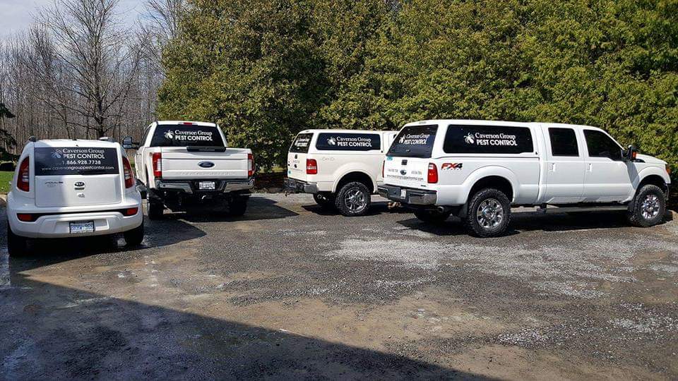 Caverson Group Pest Control Inc. | Perthmore St, Perth, ON K6V 9Z9, Canada | Phone: (613) 561-7816